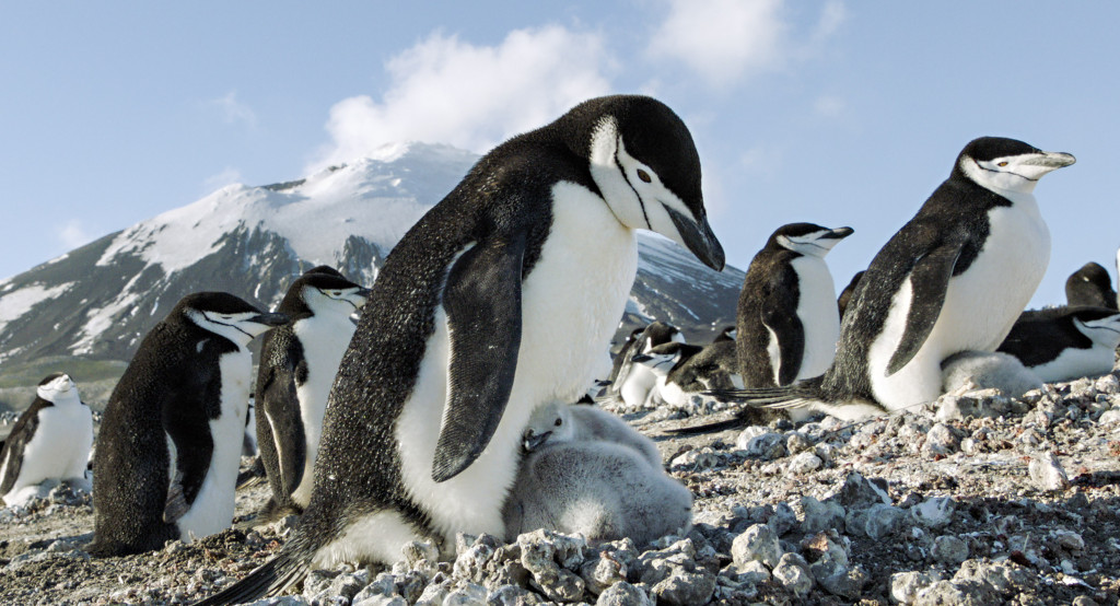 《地球：奇蹟的一天》南極企鵝