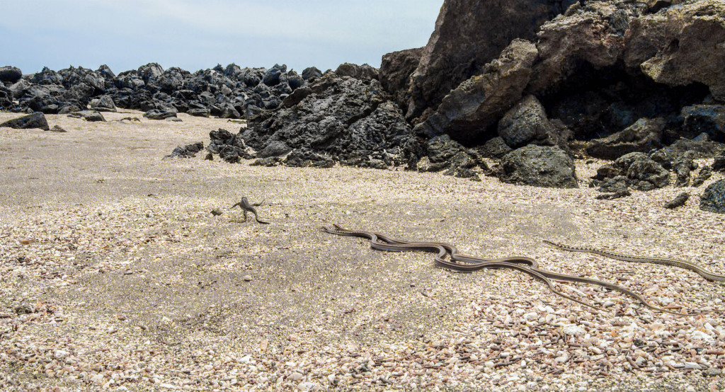 海鬣蜥寶寶大逃亡